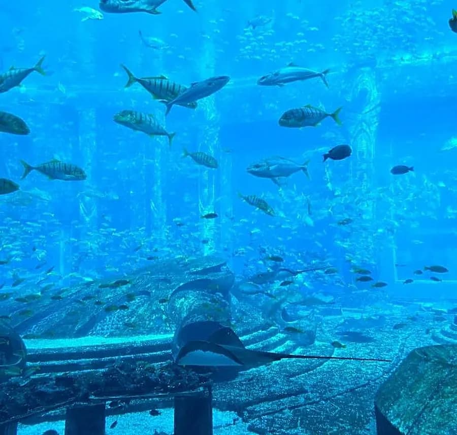 The oceanarium