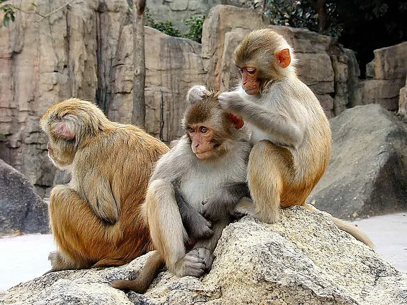 Monkey Island (Nanwan)