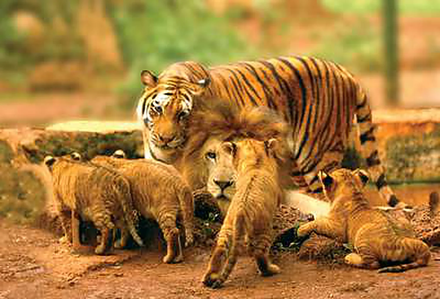 Hainan Safari Park