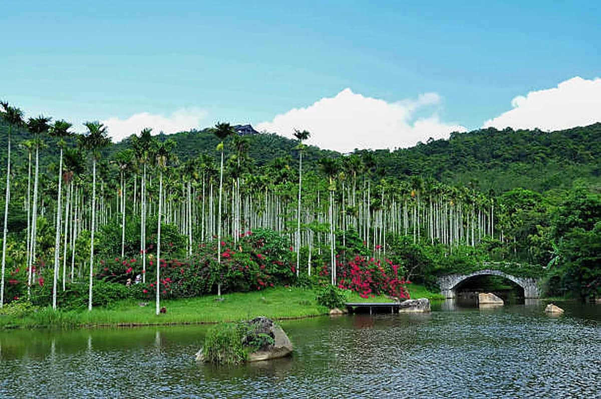 Tropical rainforest